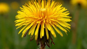 Атеросклероз «боится» травяного чая