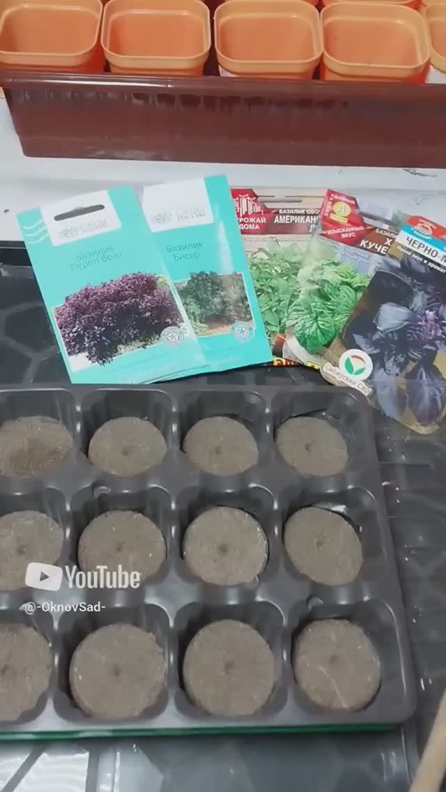 Сеем Базилик в Мини Теплицу с Торфяными Таблетками #сад #базилик #теплица #огород смотреть онлайн