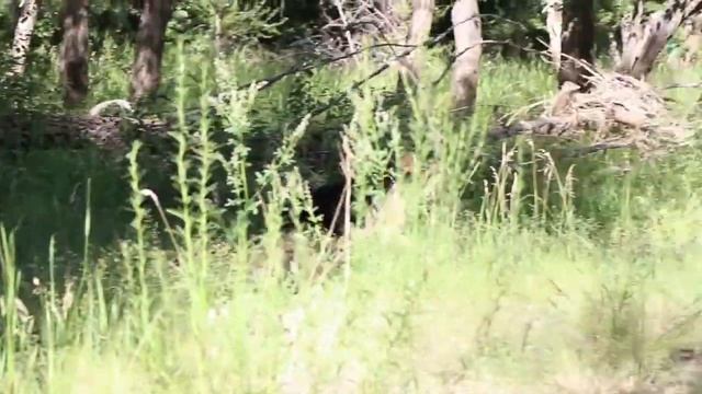 Сертификационные испытания кинологических расчетов г. Актобе 2017 смотреть онлайн