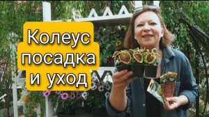 ПРЕКРАСНЫЕ КОЛЕУСЫ. ПОСАДКА И УХОД