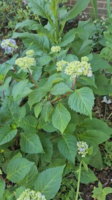 2024 hydrangea progress #gardenbeds #crazyplantlady #garden