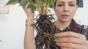 Как размножить Антуриум делением? Как делить Антуриум?