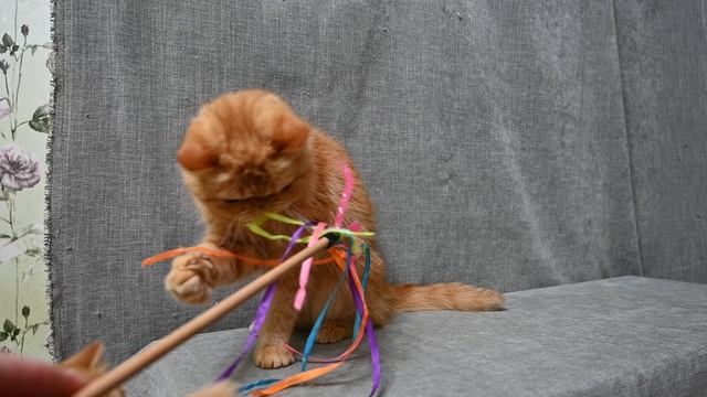 DSC_1593 смотреть онлайн