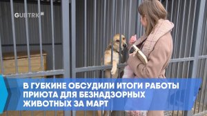 В Губкине обсудили итоги работы приюта для безнадзорных животных за март