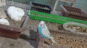 Цыплята, черная львинка, попугаи.