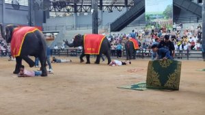 Футбол слонов Таиланд 27.03.25.