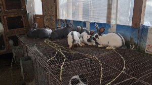 молодняк кроликов немецкого пестрого великана 2,5 месяца