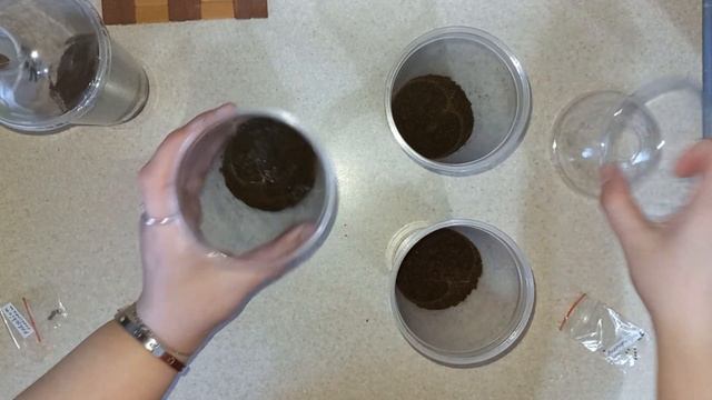 Комнатные растения. Получила посылку. Высаживаю семена 2024. #комнатныерастения#семена2024#обзор