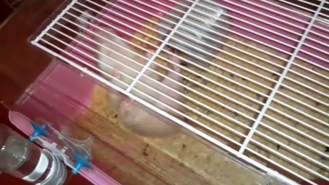 Хомяк на тренировке смотреть онлайн