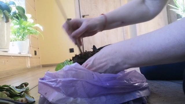 Печалька с Папоротником Асплениум Нидус! Разбираемся! Пересаживаю!