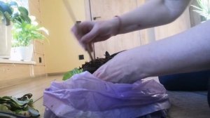 Печалька с Папоротником Асплениум Нидус! Разбираемся! Пересаживаю!