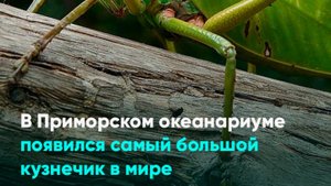 В Приморском океанариуме появился самый большой кузнечик в мире