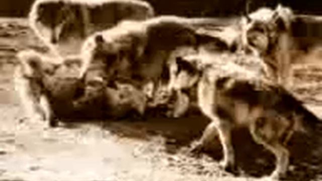 volk ohota смотреть онлайн