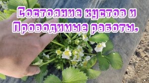 Обзор состояние кустов