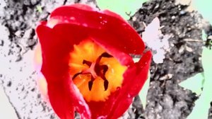 Первый тюльпан