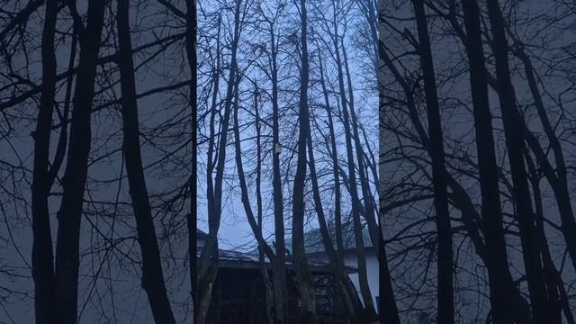 Туманное утро в Аносино