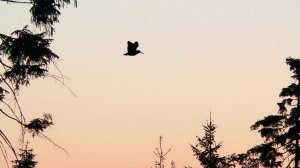 ОТКРЫТИЕ ВЕСЕННЕЙ ОХОТЫ! НА ТЯГЕ ВАЛЬДШНЕПА!