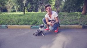 Как научить команде лежать? Рабочий метод! 🎯🐶