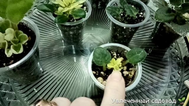 Не торопись отсаживать детки от листа.mp4