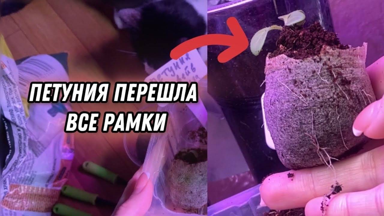 Я этого не ожидала! Петуния в кокосовых торфяных таблетках. Мои советы и ошибки в пассаде петуньи