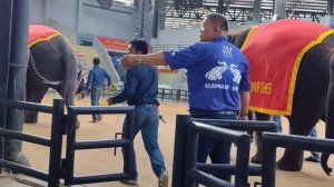 Шоу слонов Таиланд 27.03.25.