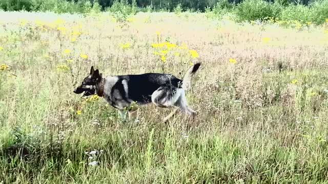 Тихо сам с собою я играю смотреть онлайн