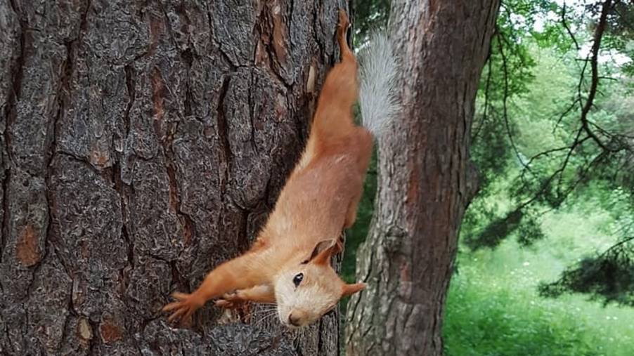 Бельчонок. Парк Кузьминки