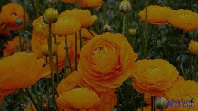 Суперская композиция для настроения  Uplifting and Inspiring Acoustic Guitar and Piano -- Greg Kirke