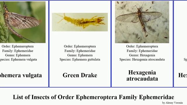 List of Insects of Order Ephemeroptera Family Ephemeridae ephemera hexagenia danica simulans Drake смотреть онлайн