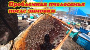 ПРОБЛЕМНАЯ ПЧЕЛОСЕМЬЯ В ПОЙМАННОЙ ЛОВУШКЕ, ВСКРЫВАЮ ПО РАМОЧНО И ПЕРЕСАЖИВАЮ.
