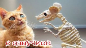 Приколы с котами! С ОЗВУЧКОЙ! Смешные коты! Самые смешные животные на планете!