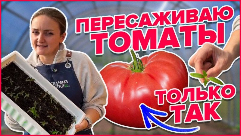 КАК ПИКИРОВАТЬ ТОМАТЫ