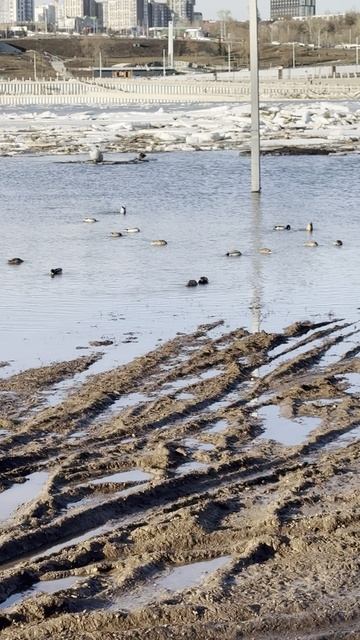 Весеннее половодие! смотреть онлайн