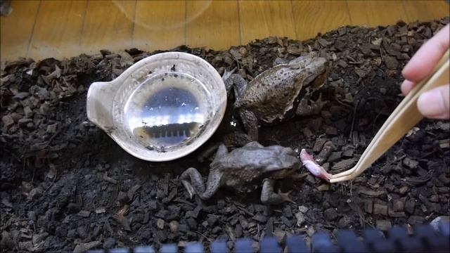 ハンプティダンプティにクリソツなベルツノとププゥ～とか言うベルジェットと謎の音？を出すヒキガエル