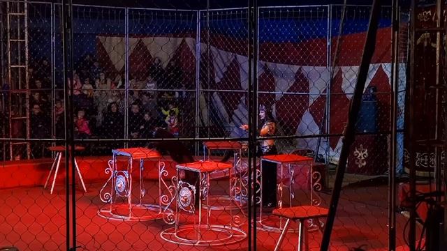 Цирк шапито"Империя Хищников"г.Красногорск.Цирковое представление с Хищниками-15.03.25