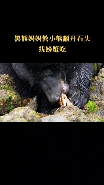 2020 10 17 21 16 43黑熊妈妈教小熊翻开石头找螃蟹吃#黑熊 смотреть онлайн