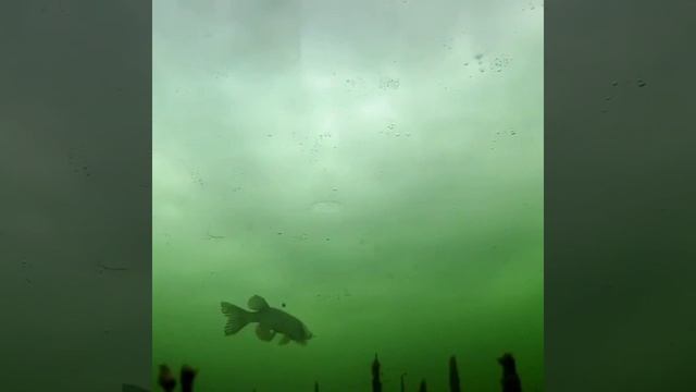 Подводная атака щуки на живца