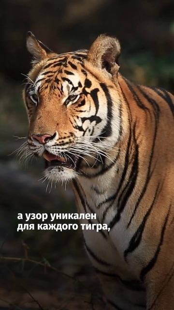 Самые странные органы и части тела животных смотреть онлайн