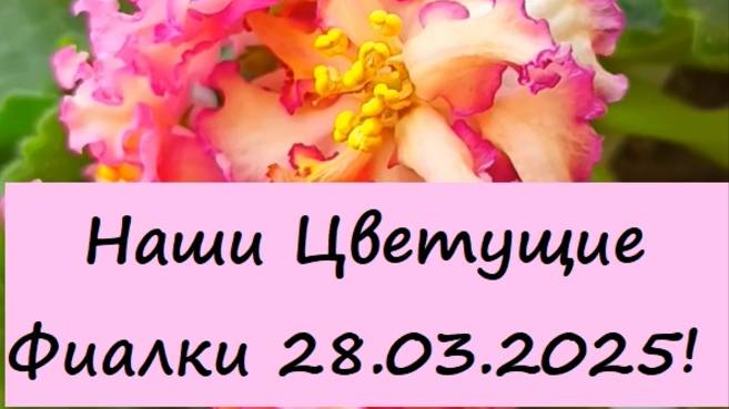 Наши Цветущие Фиалки 28.03.2025!