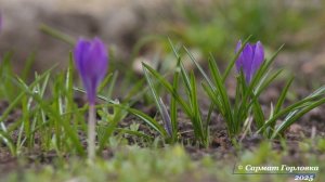 Горловские первоцветы