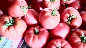 Помидор и перец