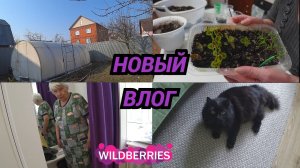 Вымыли теплицу/Рассаживаю колеусы/Пришли в WB, маме заказала халаты. ВЛОГ