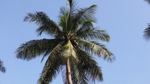 Поездка по острову Ко Чанг,  красивейшему острову в Сиамском заливе в Таиланде. Слоны, храмы, пальмы