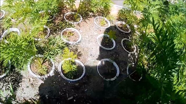 Cropping, Updates and a Moan about Heat Treated Onion Sets 🍺 смотреть онлайн