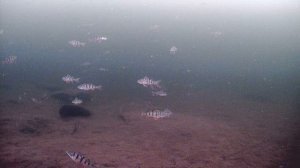 26.03.2025 г.-Синара. РЫБА ЕСТЬ!