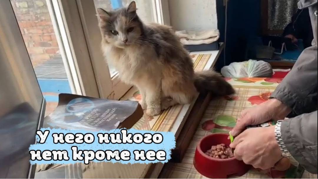 У него никого нет кроме неё… Кошка заболела и мужчина просит помочь с её лечением.