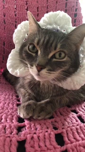 🐾 Минутка этикета. Доброе утро ☀️