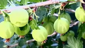 Огурец и крыжовник