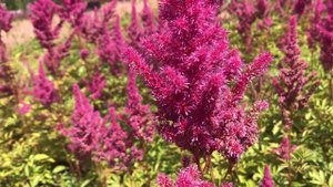 Астильба Арендса Глория Пурпуреа