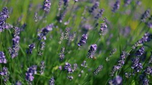 Утренние Цветы. Пчёлы и Бабочки | Футажи красивая природа 4K